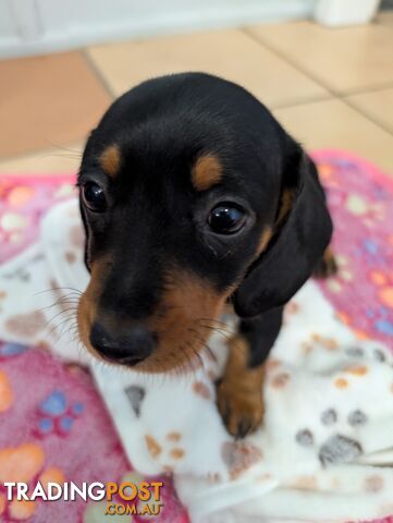 Dachshund/Sausage dog Puppies