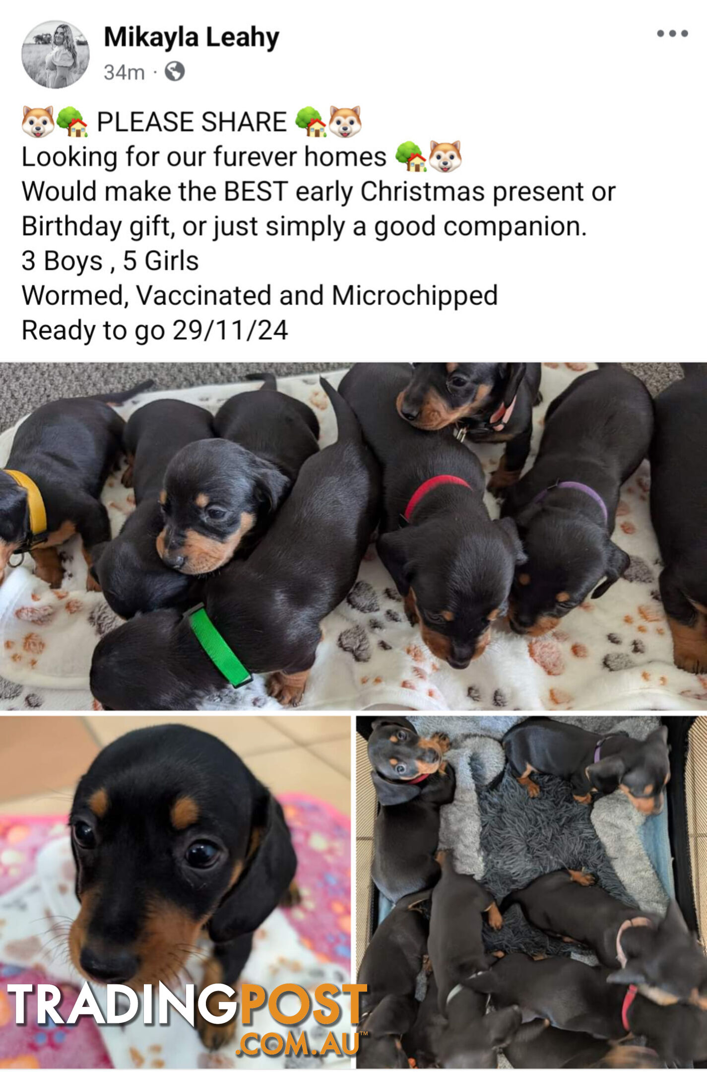 Dachshund/Sausage dog Puppies