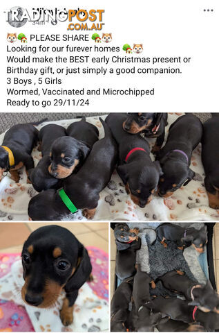 Dachshund/Sausage dog Puppies