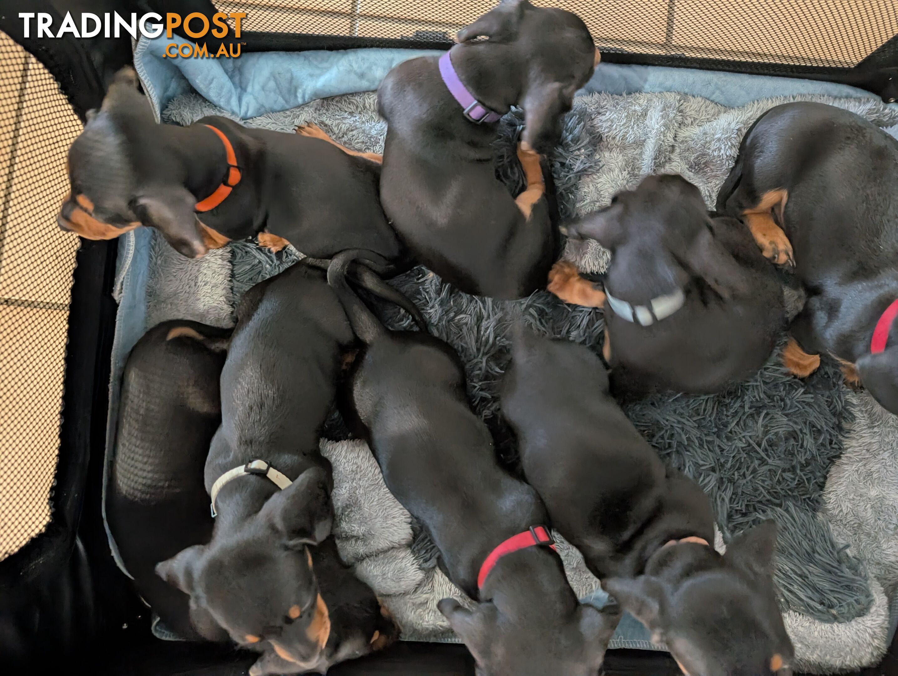 Dachshund/Sausage dog Puppies