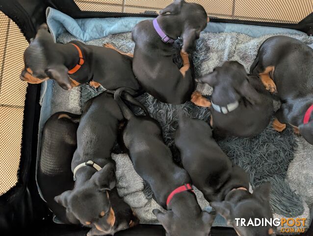 Dachshund/Sausage dog Puppies