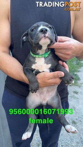 American Staffy Pups READY FOR THEIR HOMES