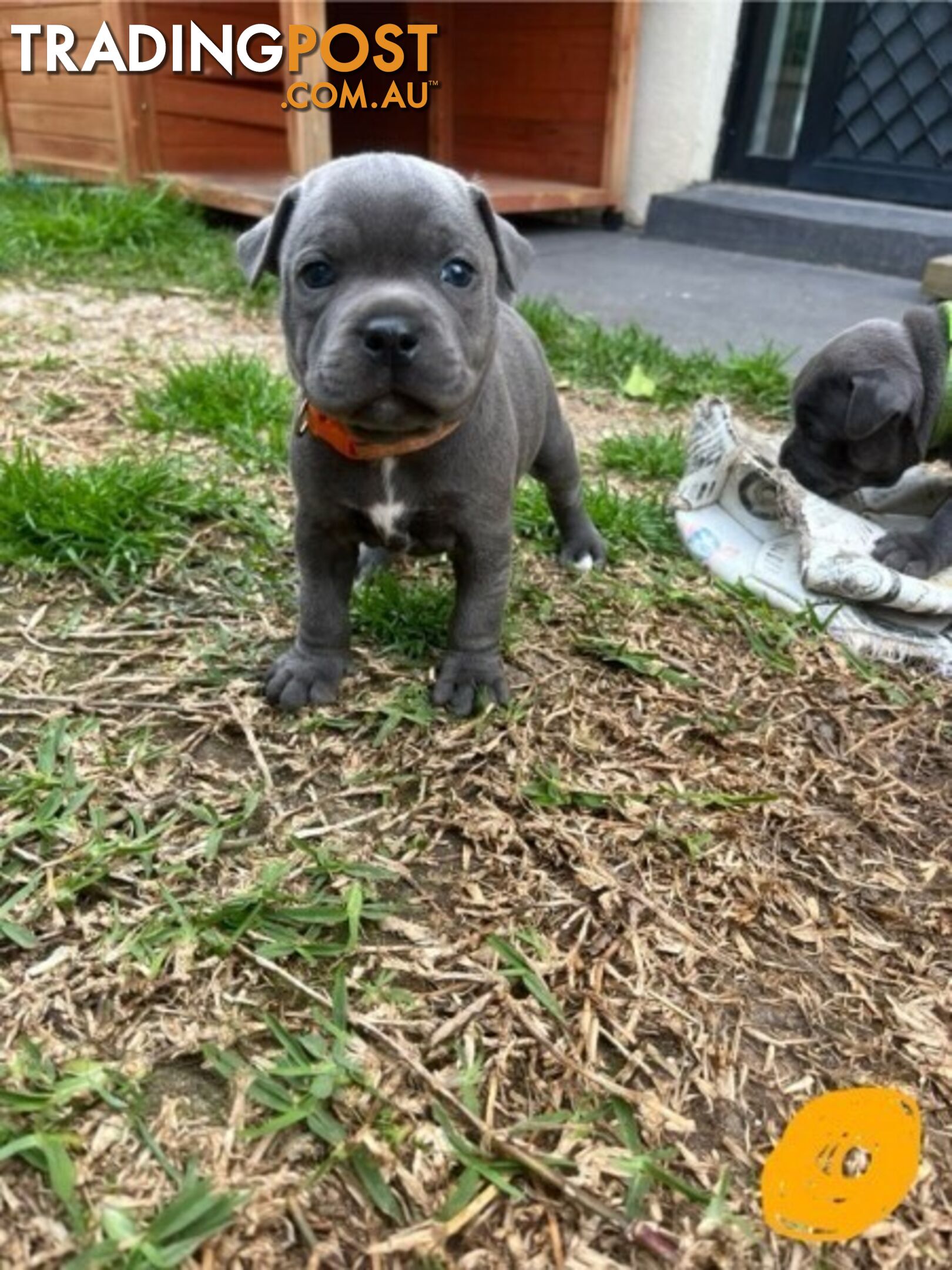 Blue English Staffordshire Bull Terriers