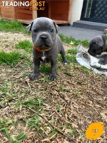 Blue English Staffordshire Bull Terriers