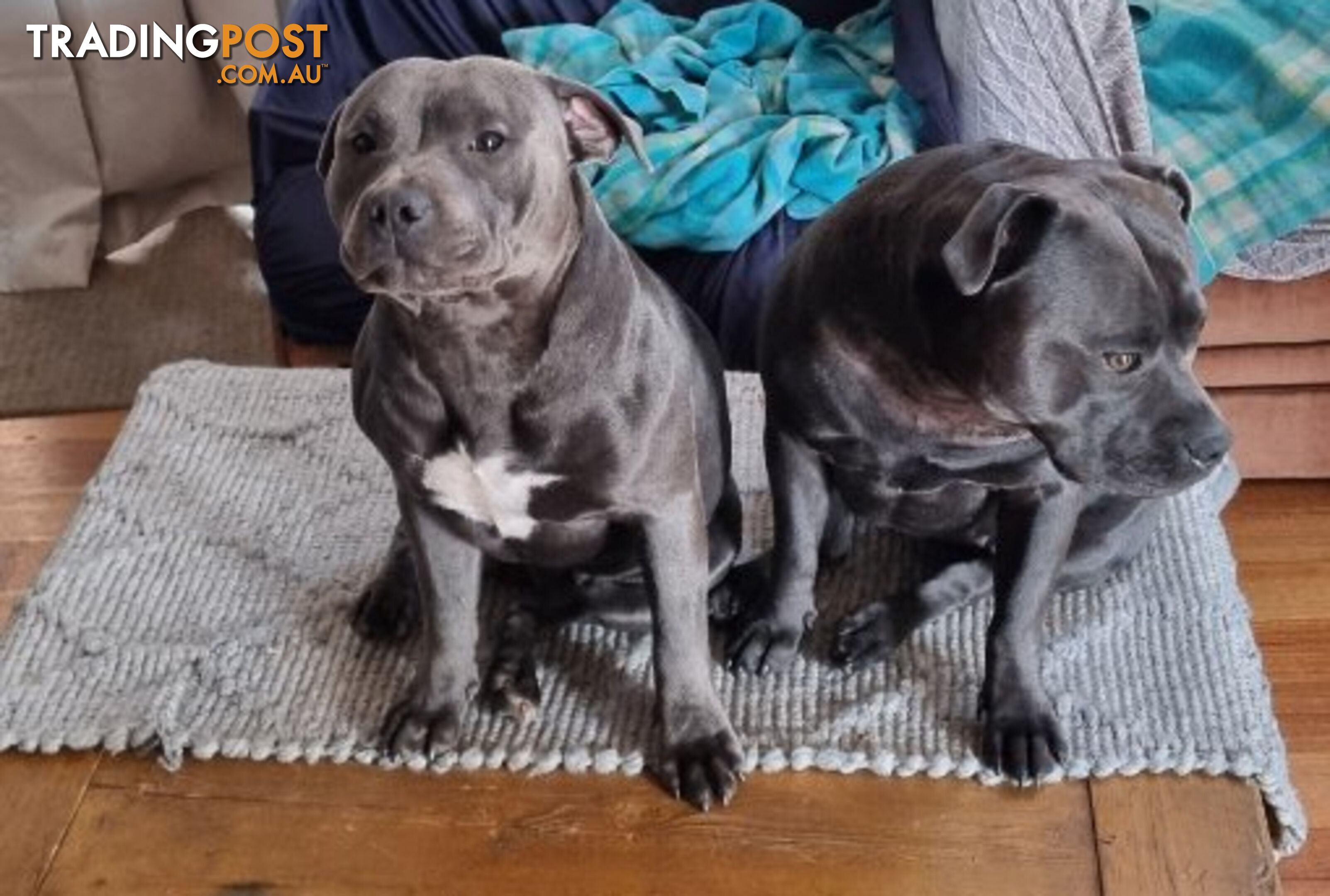 Blue English Staffordshire Bull Terriers