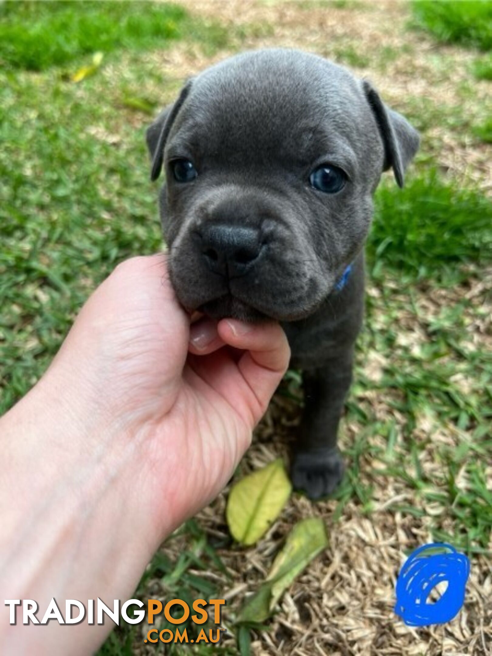 Blue English Staffordshire Bull Terriers