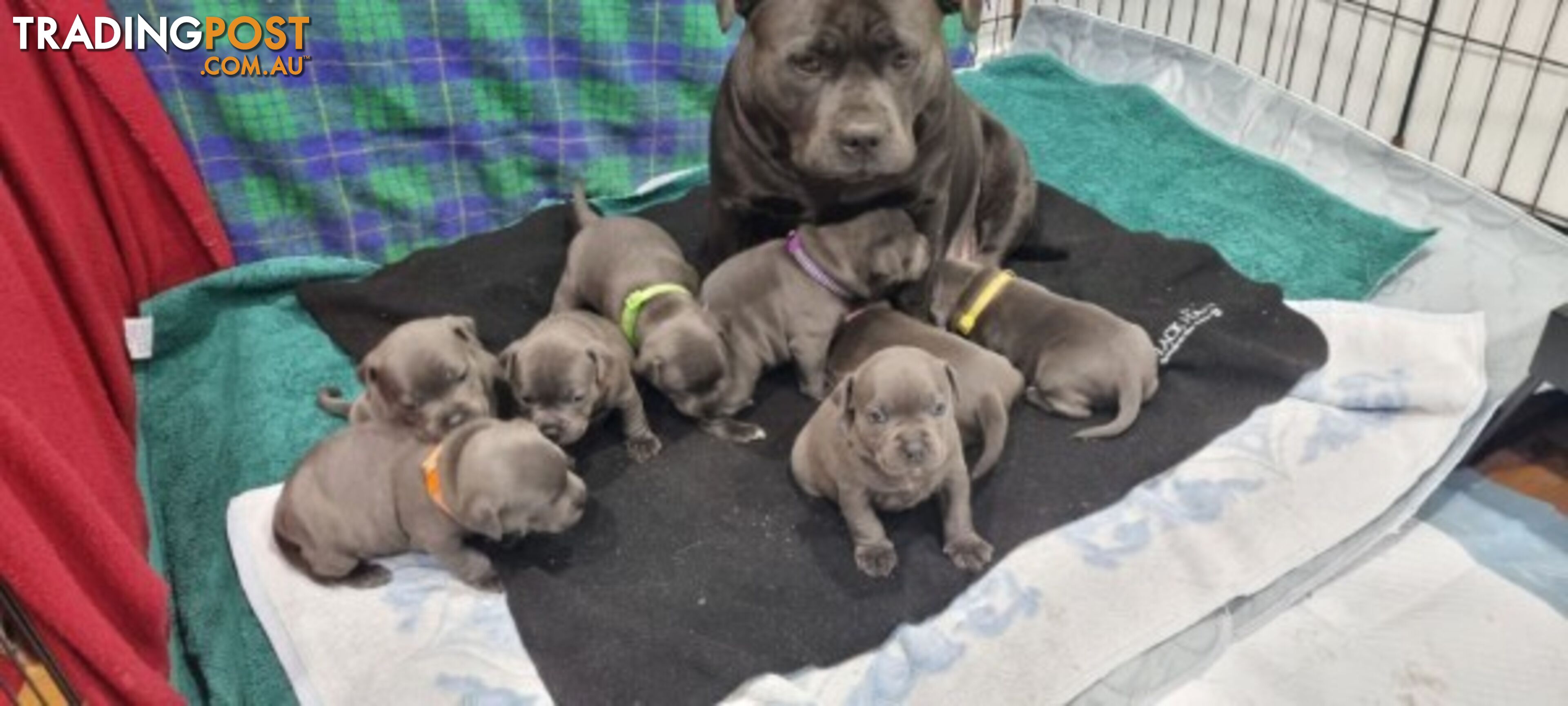 Blue English Staffordshire Bull Terriers