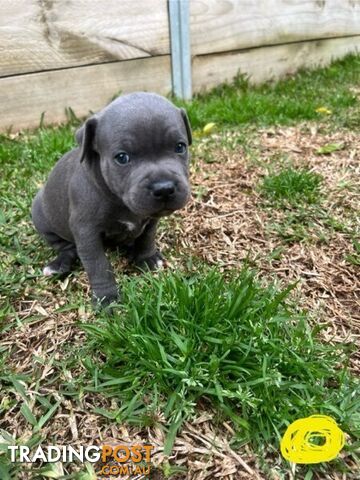 Blue English Staffordshire Bull Terriers