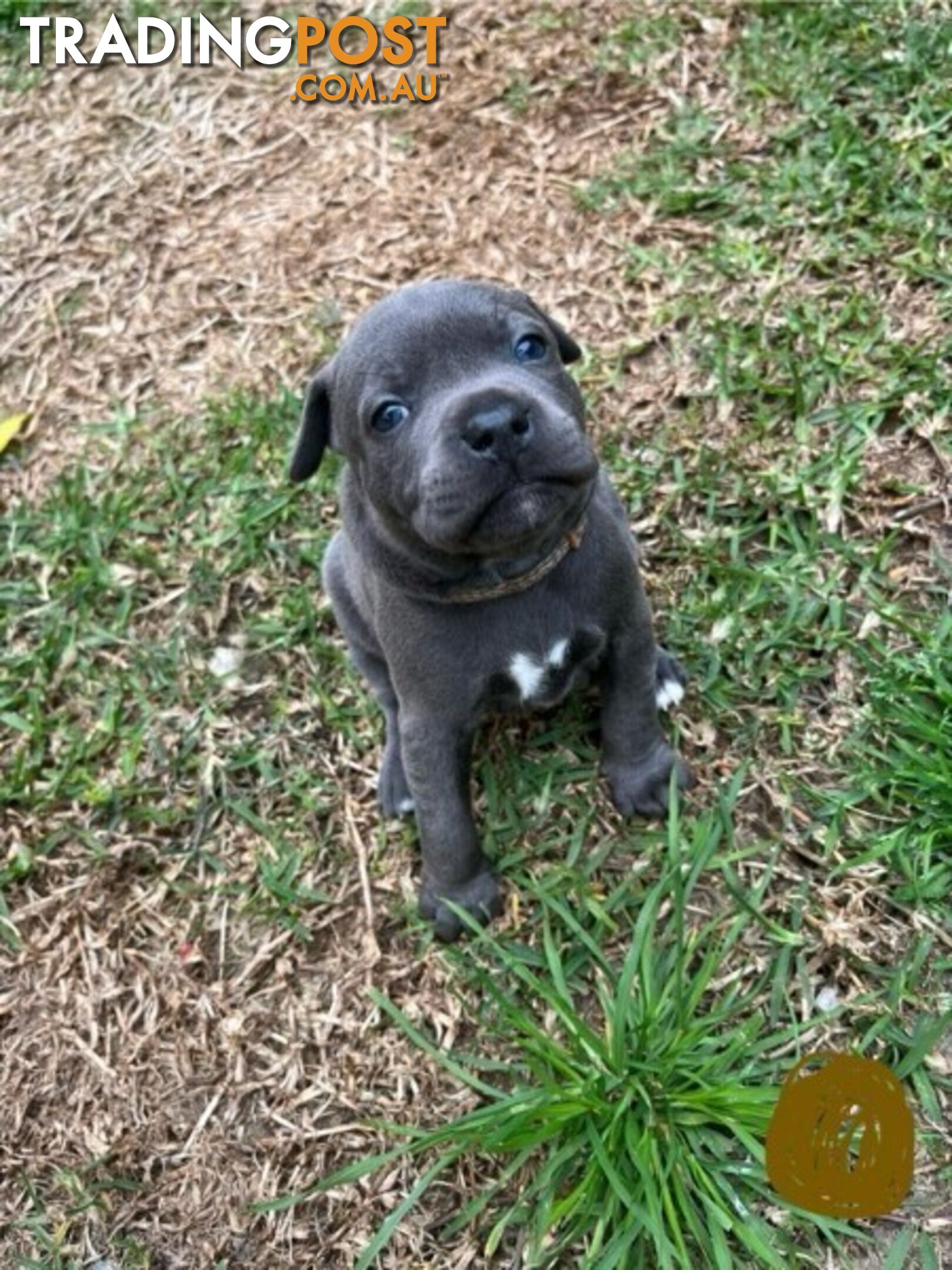 Blue English Staffordshire Bull Terriers