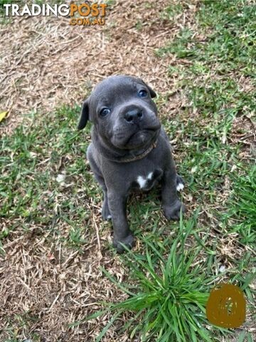 Blue English Staffordshire Bull Terriers