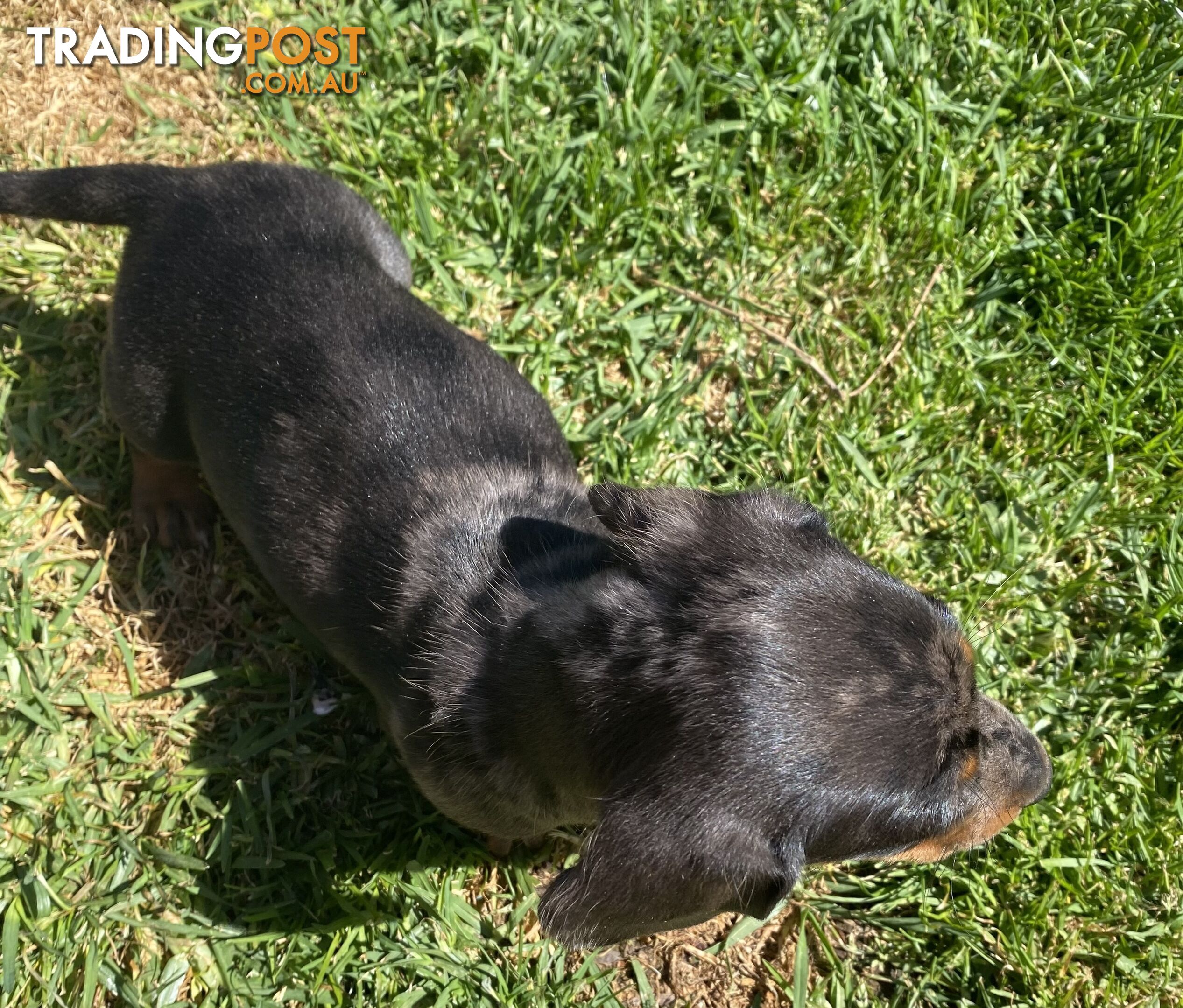 Miniature dachshund