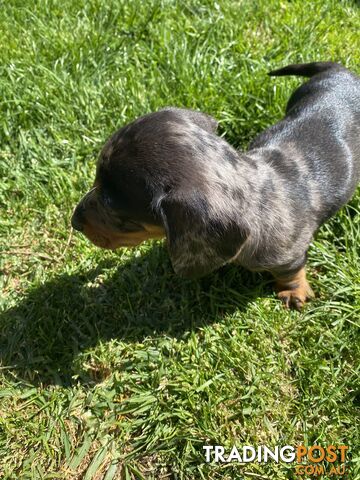 Miniature dachshund