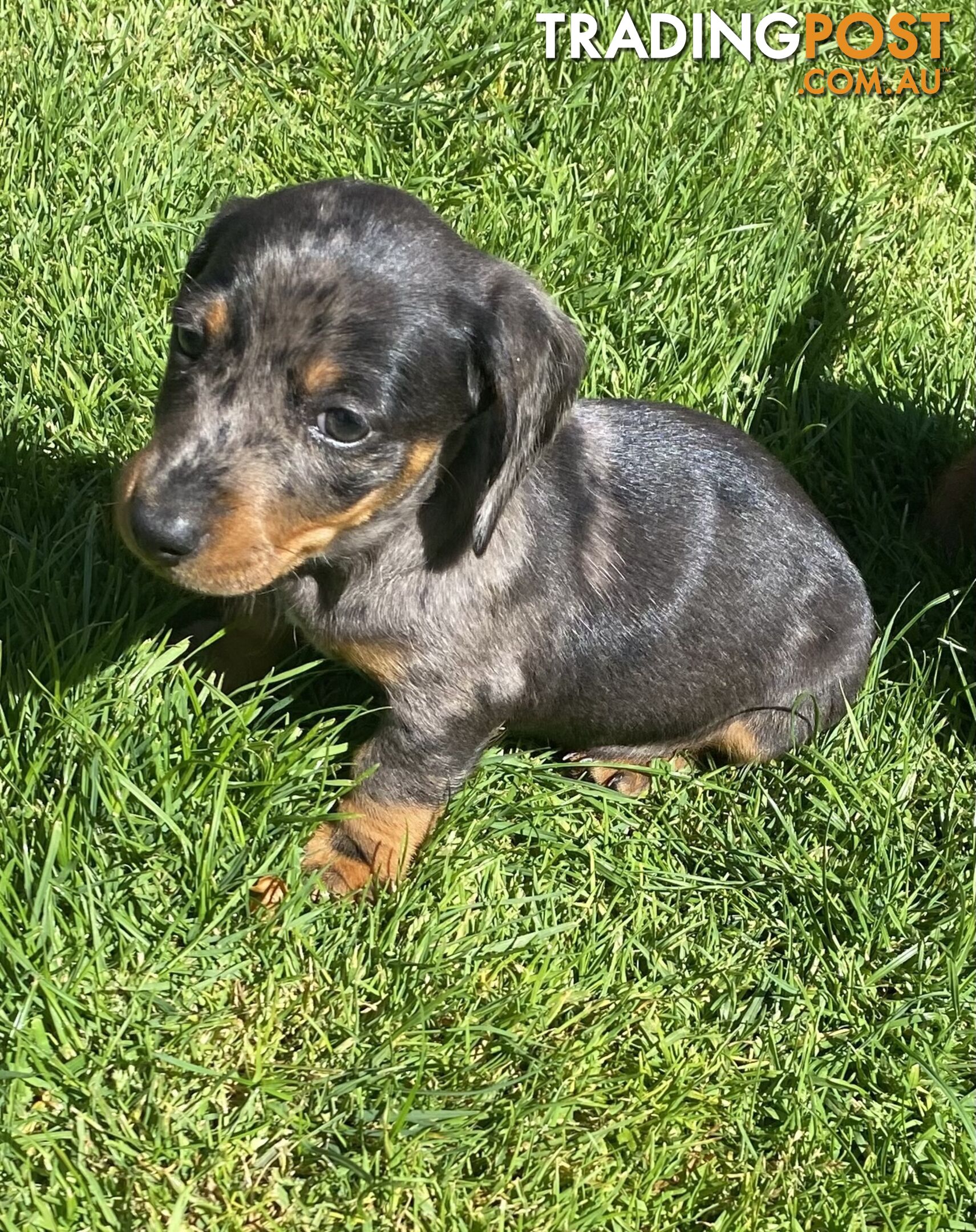 Miniature dachshund