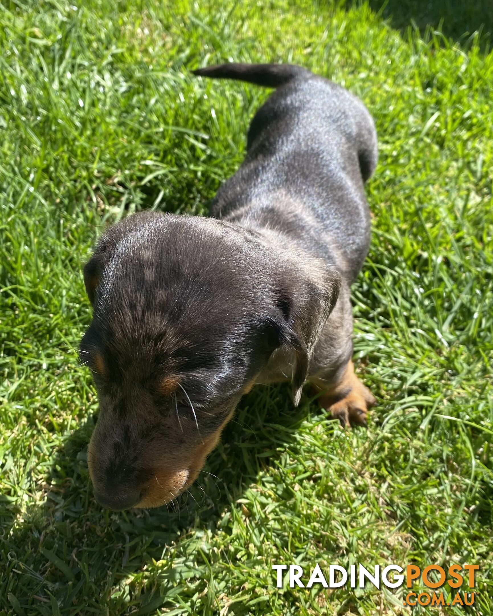 Miniature dachshund