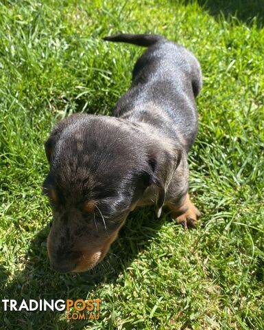 Miniature dachshund