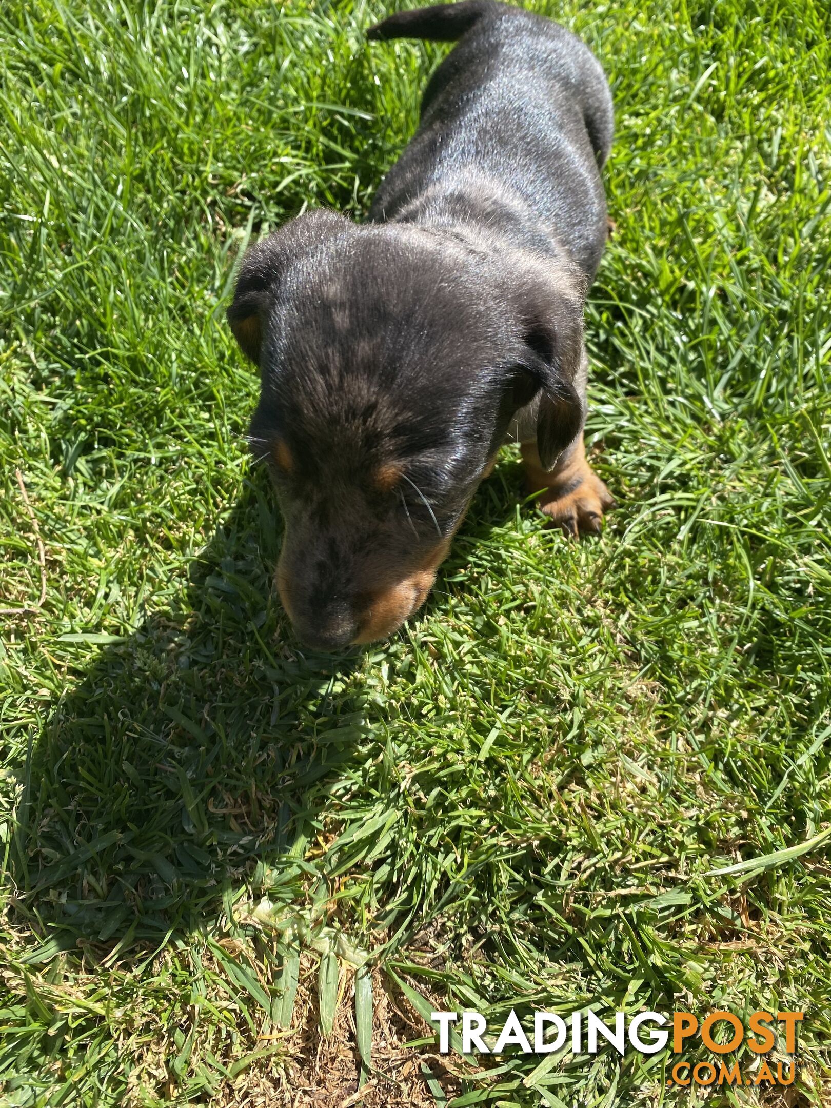 Miniature dachshund