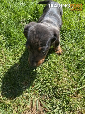 Miniature dachshund