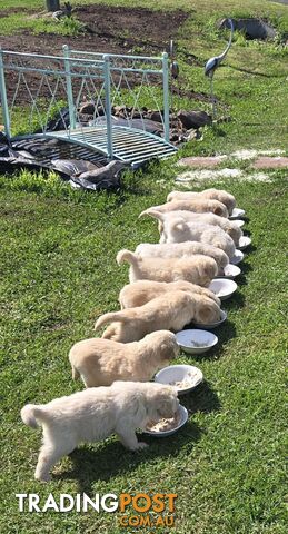 Golden-Sammy puppies (golden retriever x Samoyed)- Ready Now!