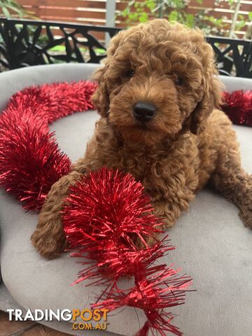 Toy Cavoodle Puppies