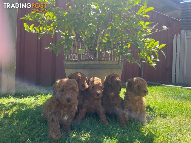 Toy Cavoodle Puppies