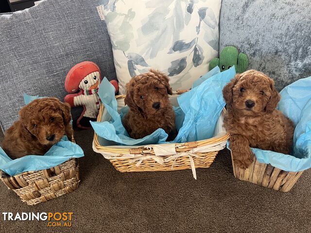 Toy Cavoodle Puppies