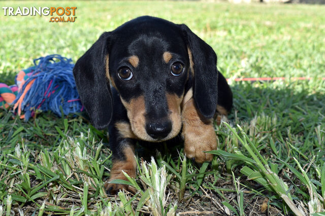 Purebred Miniature Dachshund Puppies