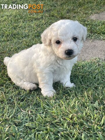 Purebred bichon frise puppies