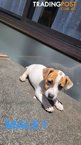 Jack Russell Terrier