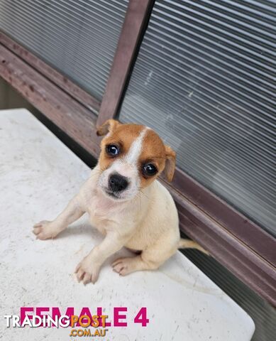 Jack Russell Terrier