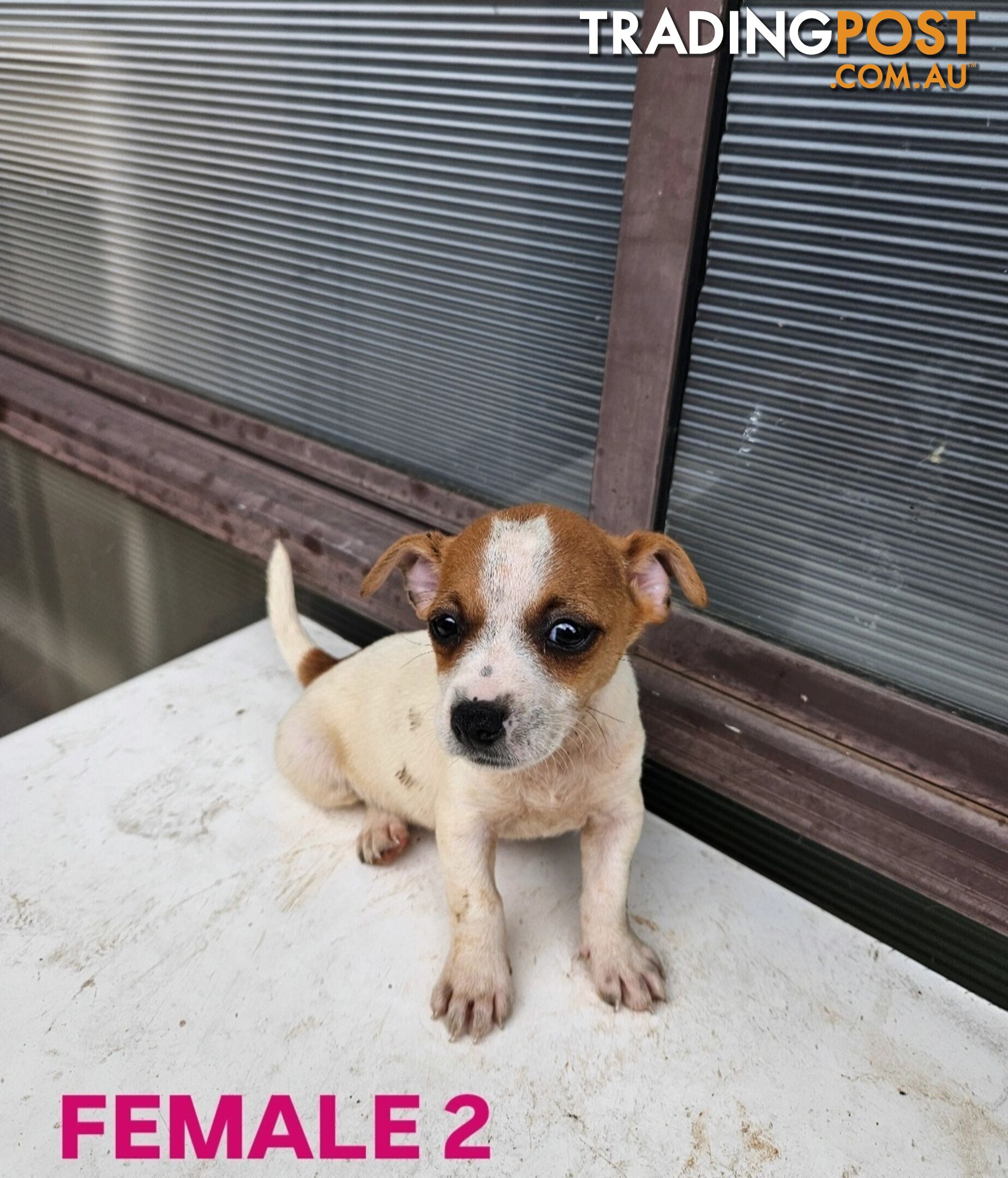 Jack Russell Terrier