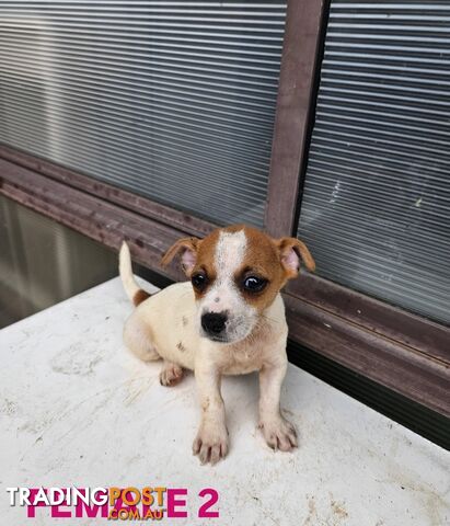 Jack Russell Terrier