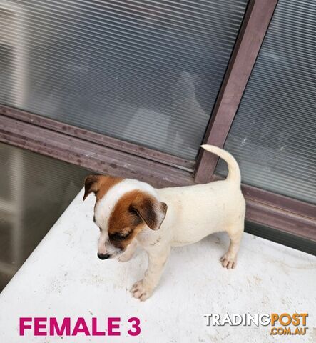 Jack Russell Terrier