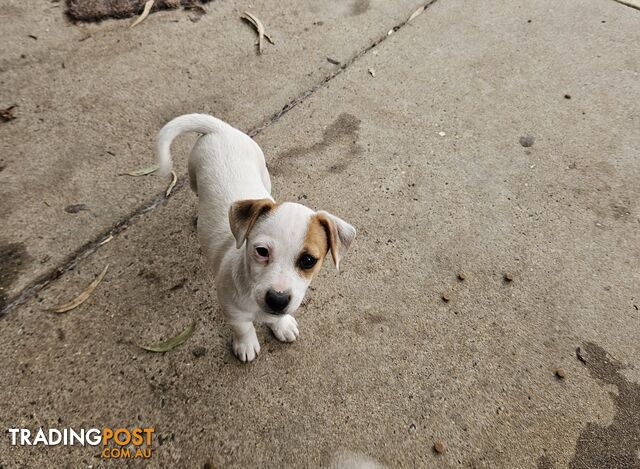 Jack Russell Terrier