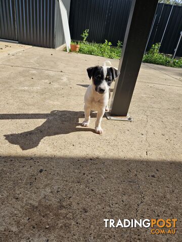 Jack Russell Terrier