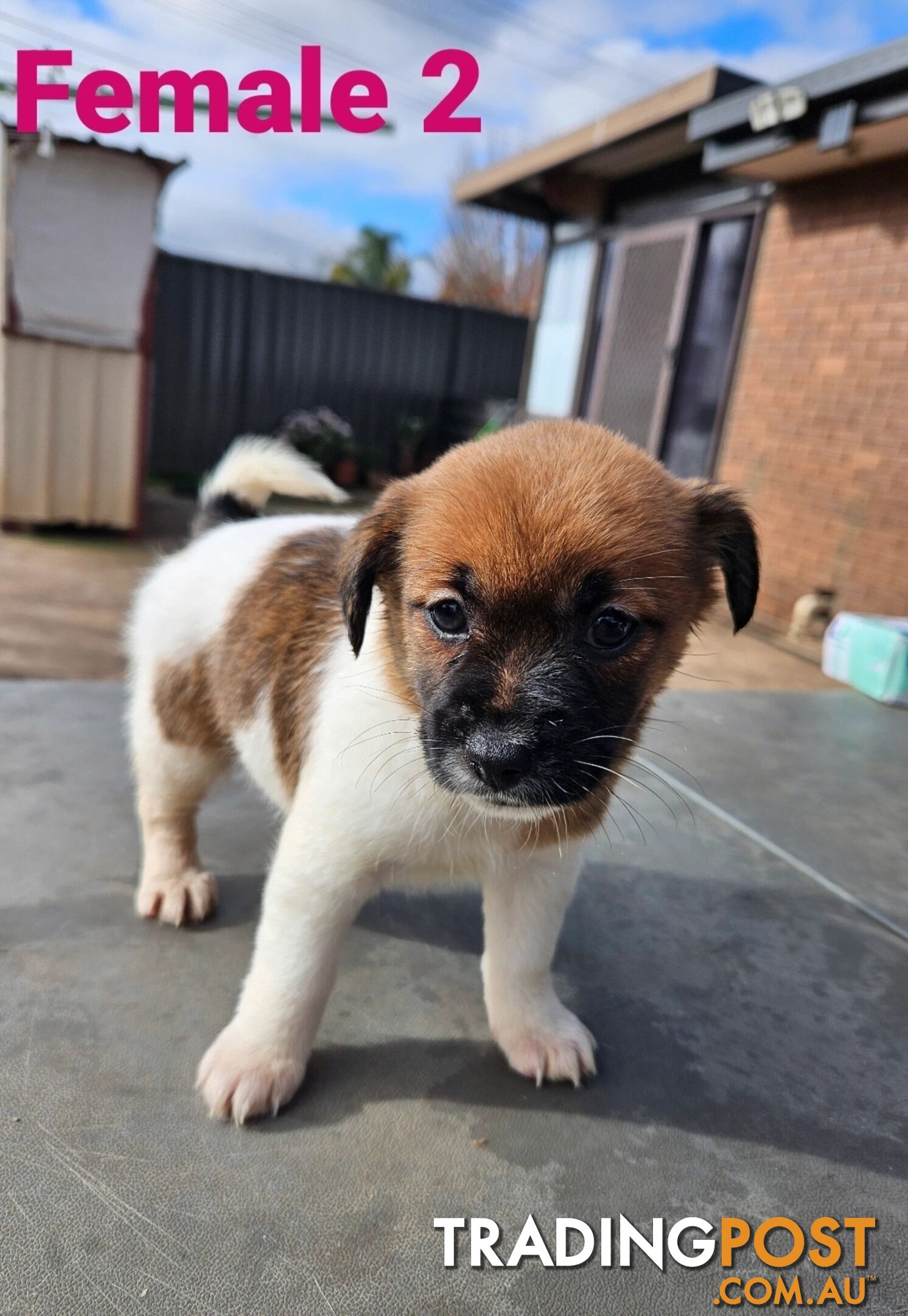 Jack Russell Terrier