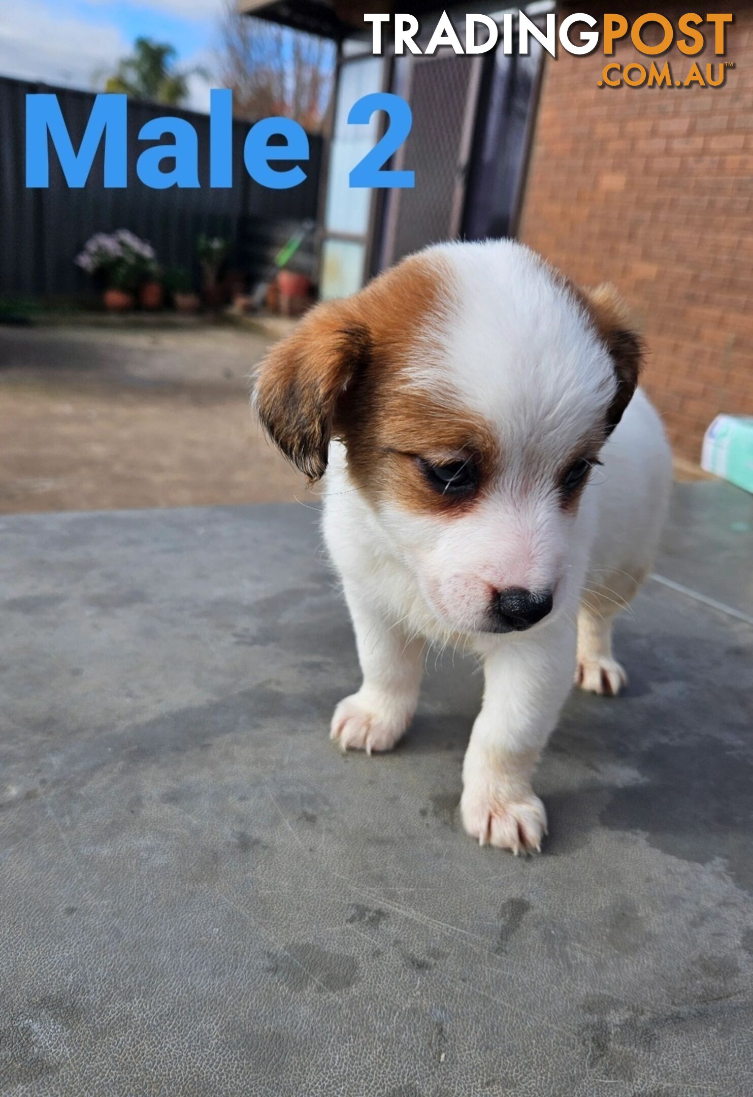 Jack Russell Terrier