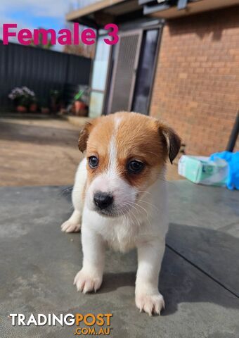 Jack Russell Terrier