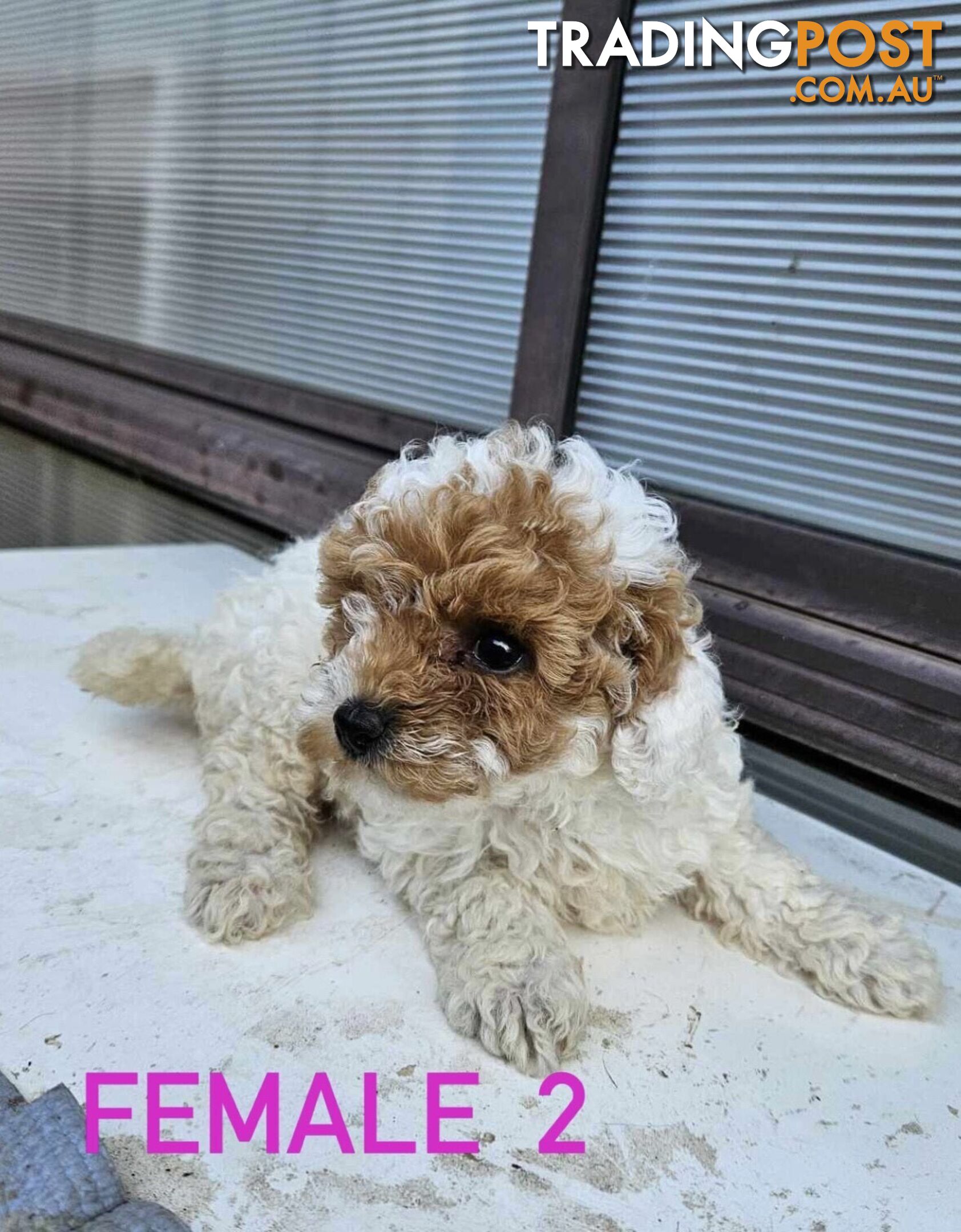 Toy Poodle Puppies