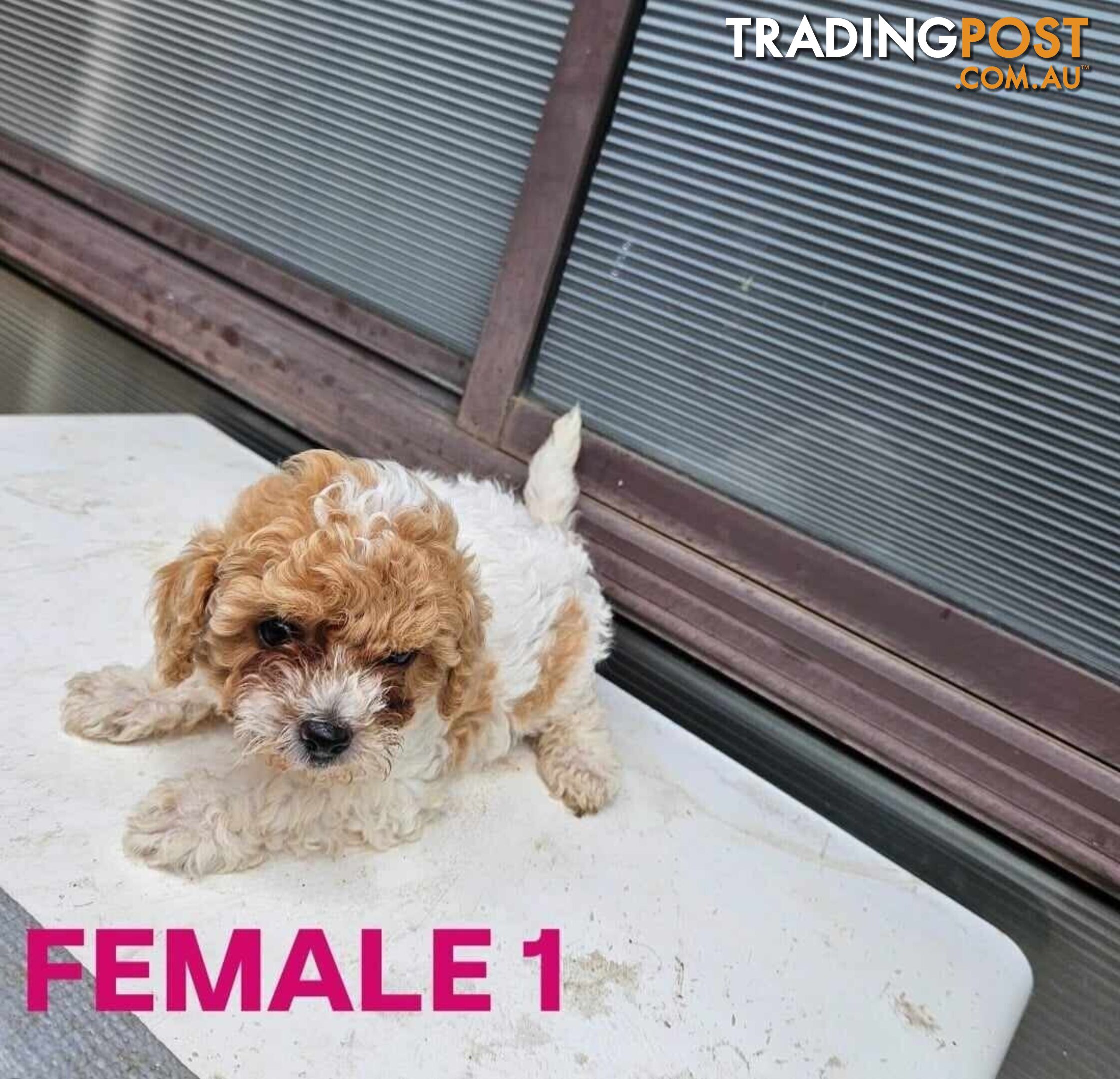 Toy Poodle Puppies