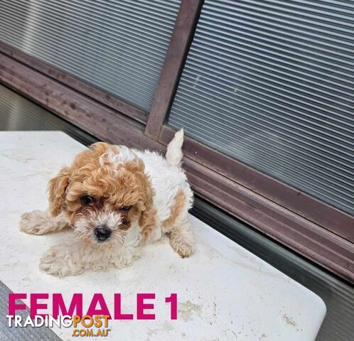 Toy Poodle Puppies