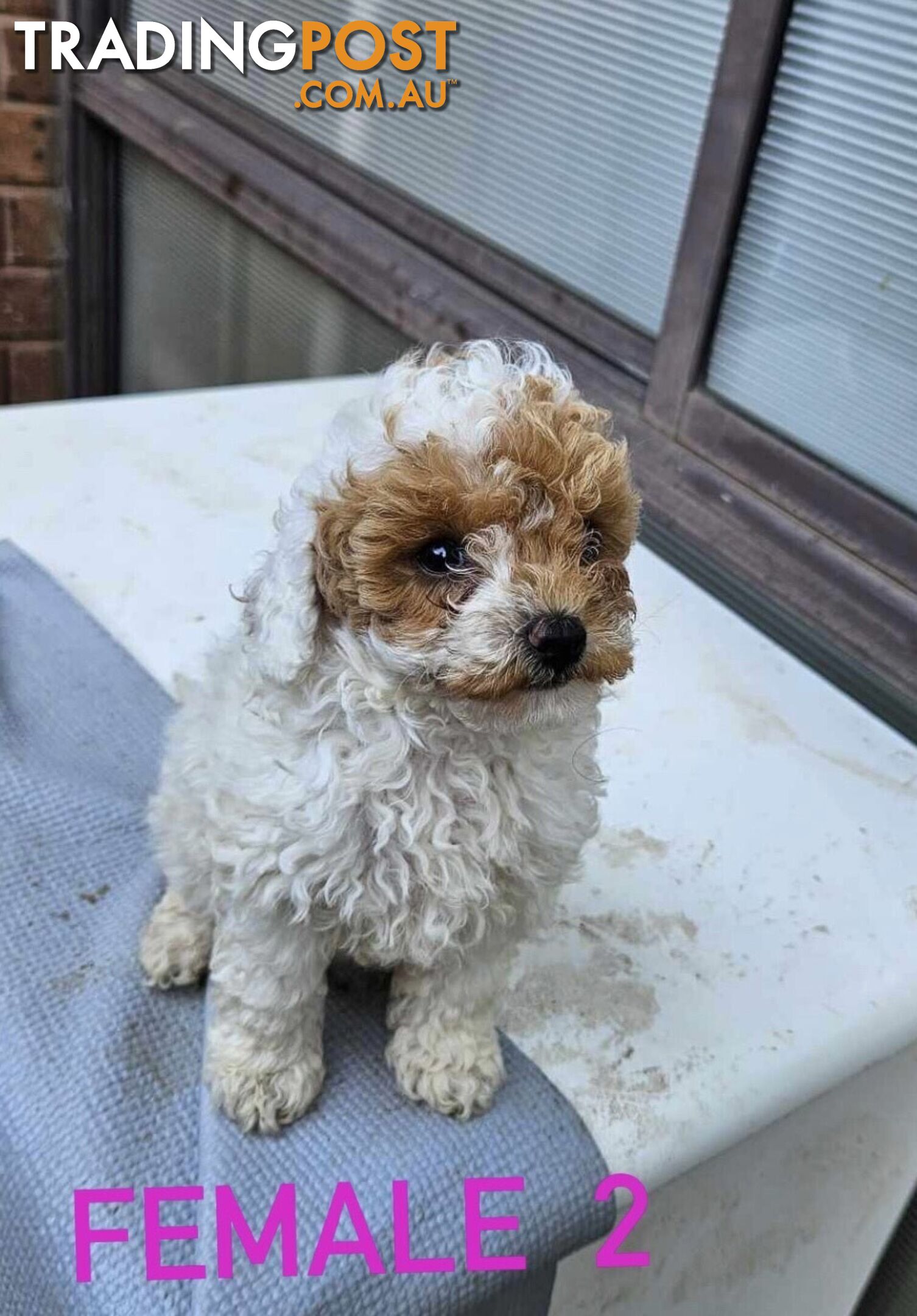 Toy Poodle Puppies