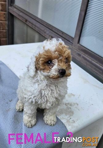 Toy Poodle Puppies