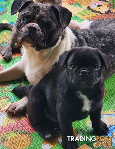 Adorable Male Frug Puppy 🐶