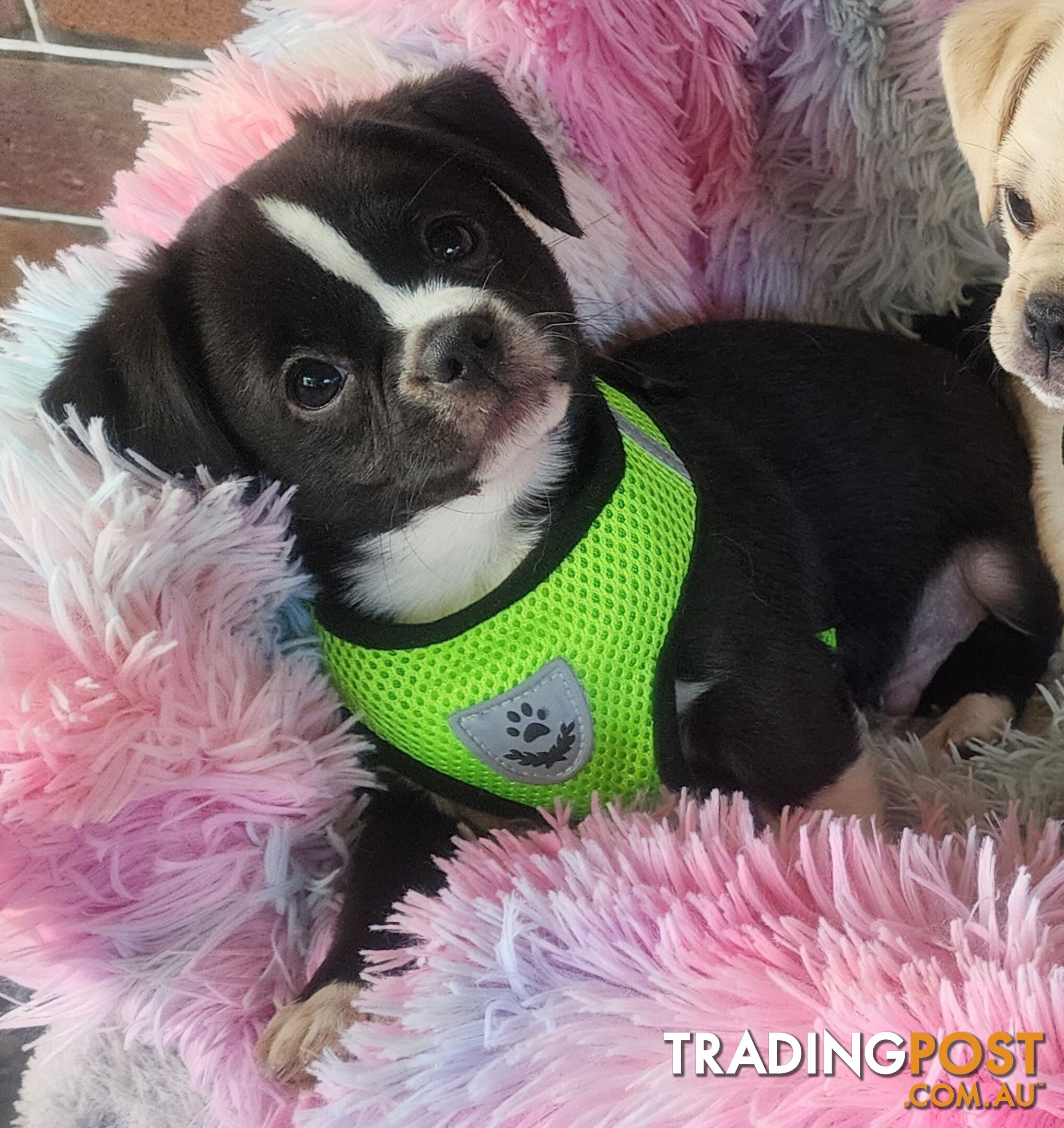 Adorable Maltipug Puppies