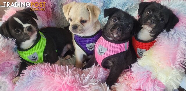 Adorable Maltipug Puppies