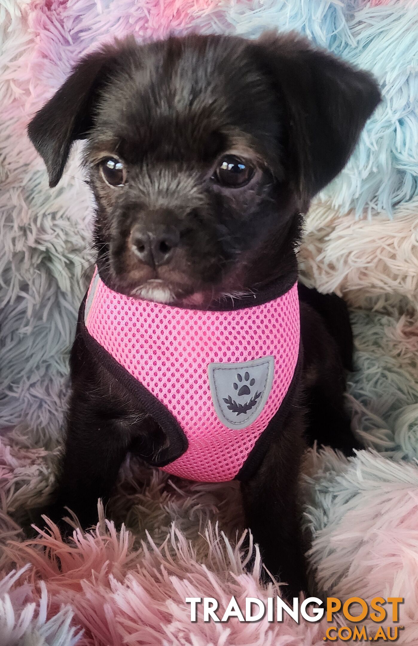 Adorable Maltipug Puppies