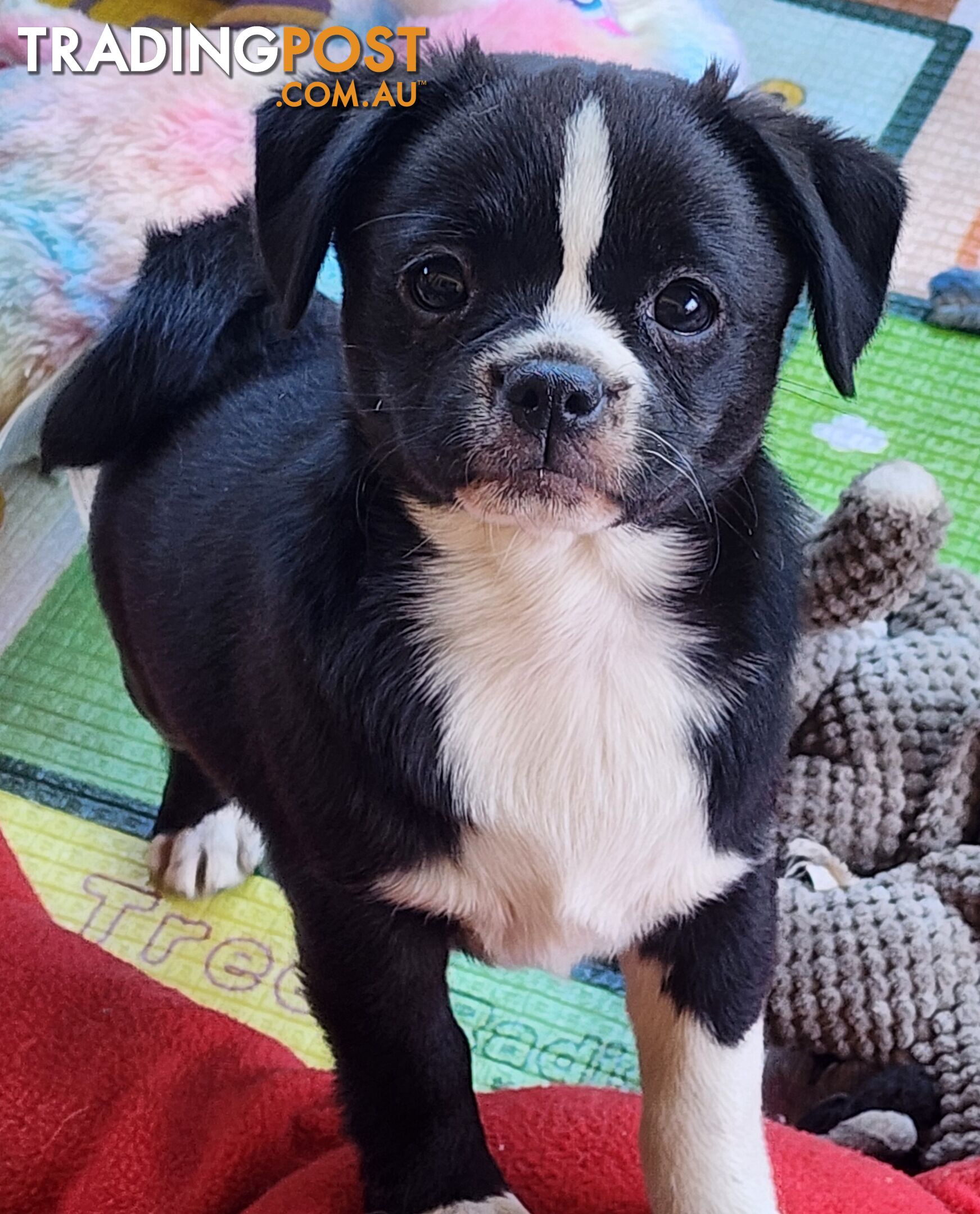 Adorable Maltipug Puppies