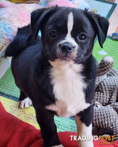 Adorable Maltipug Puppies