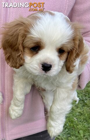 Cavalier King Charles Puppies Pure Bred Boys x2 Ballarat