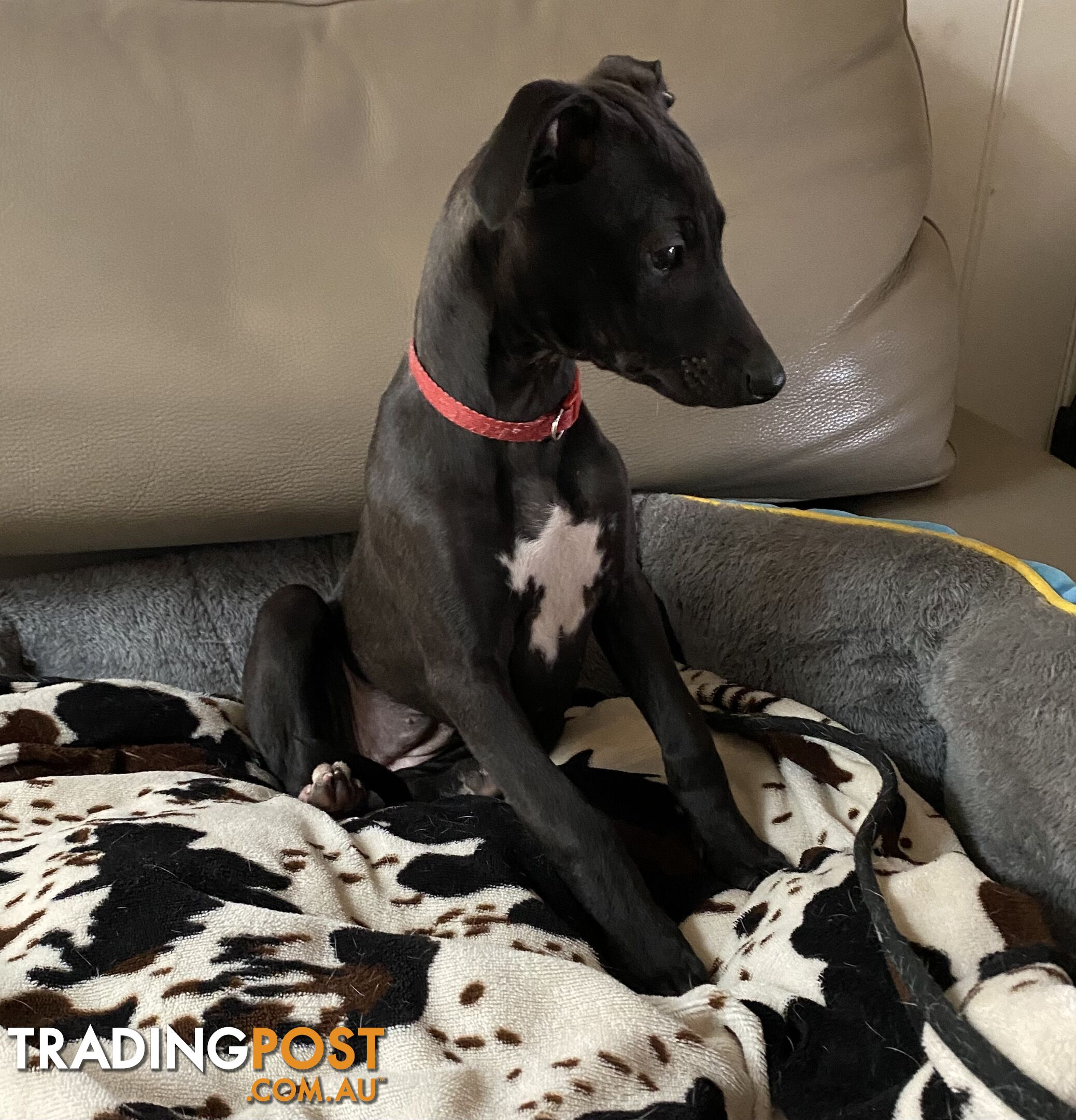 FEMALE WHIPPET PUPPY READY TO GO